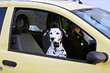 VOITURE - CAR 055